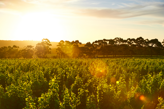 Oatley Fine Wine Merchants wins ILR Wine Supplier of the Year 2026